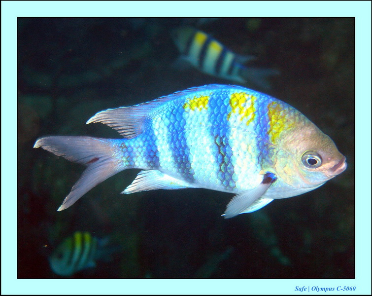 2005 - 08 - Redang  - 238.JPG